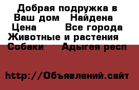 Добрая подружка,в Ваш дом!!!Найдена › Цена ­ 10 - Все города Животные и растения » Собаки   . Адыгея респ.